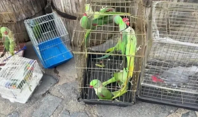 İstanbul'da 39 papağan petshop denetiminde ele geçirildi