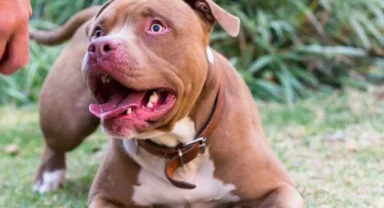 Pitbull saldırısında sahibine 7,5 yıla kadar hapis talebi