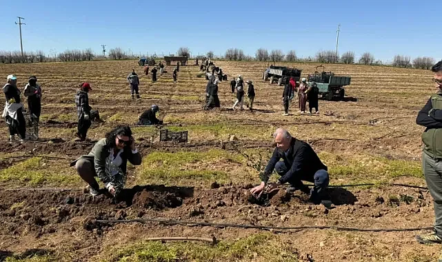 Şanlıurfa’da 125 bin zeytin fidanı toprakla buluşuyor!