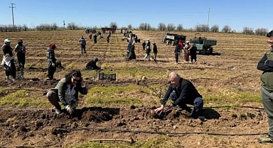 Şanlıurfa’da 125 bin zeytin fidanı toprakla buluşuyor!