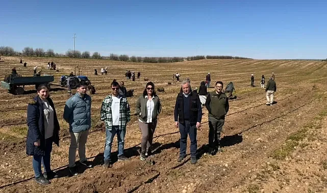 Şanlıurfa’da 125 bin zeytin toprakla buluşacak!