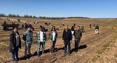 Şanlıurfa’da 125 bin zeytin toprakla buluşacak!