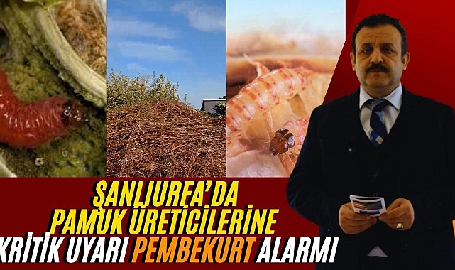 Şanlıurfa'da Pamuk Üreticilerine Kritik Uyarı: Pembekurt Tehdidi Büyüyor