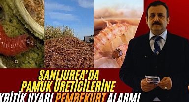 Şanlıurfa'da Pamuk Üreticilerine Kritik Uyarı: Pembekurt Tehdidi Büyüyor