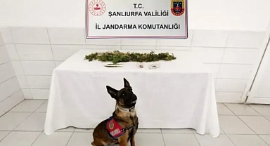 Şanlıurfa’da uyuşturucu ele geçirildi!