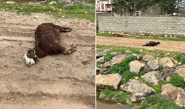 Şanlıurfa’da yüksek gerilim hattı koptu: Hayvanlar akıma kapılarak telef oldu