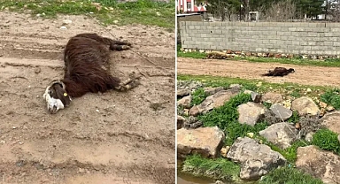 Şanlıurfa’da yüksek gerilim hattı koptu: Hayvanlar akıma kapılarak telef oldu