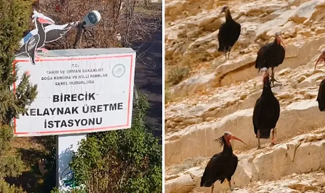 Şanlıurfa Valisi Şıldak: Kelaynaklar geleceğe umut oluyor!
