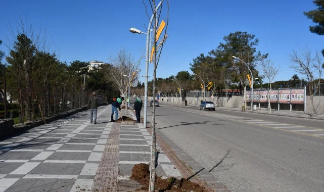 Siverek'te Yeşil Alanlar Genişliyor: Ağaç Dikim Çalışmaları Devam Ediyor