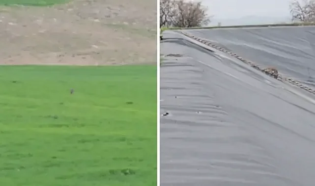 Urfa’da gölete düşen çakal ekipler tarafından kurtarıldı!