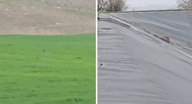 Urfa’da gölete düşen çakal ekipler tarafından kurtarıldı!