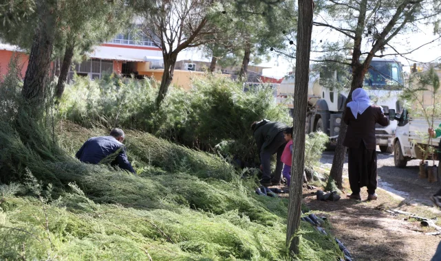 Viranşehir'de Yeşil Alanlar Genişliyor: Çam Fidanı Dağıtımı Yapıldı