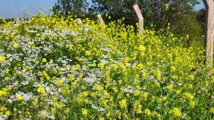 Ceylanpınar'da Bahar Coşkusu: Doğanın Uyanışı Görüntülendi