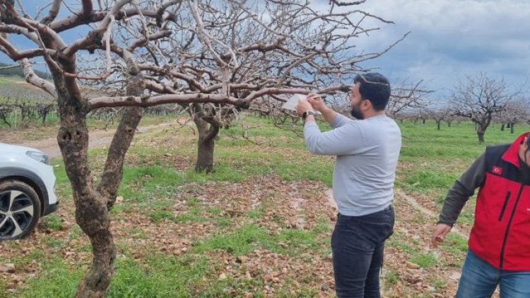 Haliliye'de Antepfıstığı Zararlılarına Karşı Biyoteknik Mücadele Başladı