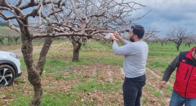 Haliliye'de Antepfıstığı Zararlılarına Karşı Biyoteknik Mücadele Başladı