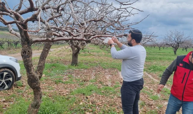 Haliliye'de Antepfıstığı Zararlılarına Karşı Biyoteknik Mücadele Başladı