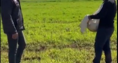 Haliliye'de Aşırı Yağışların Tarım Üzerindeki Etkisi İncelendi