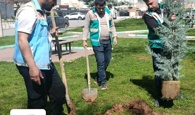 Haliliye'de Bahar Ayı Ağaç Dikim Çalışmaları Hız Kazandı