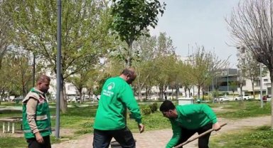 Haliliye'de Bahar Hazırlıkları: Park ve Yeşil Alanlara Ağaç Dikimi Sürüyor