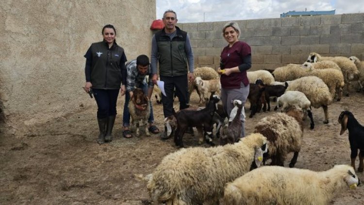 Haliliye'de Kuzu ve Oğlaklar Kayıt Altına Alınıyor