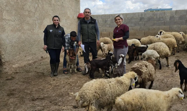 Haliliye'de Kuzu ve Oğlaklar Kayıt Altına Alınıyor