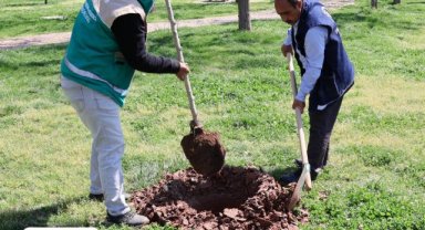 Haliliye'de Yeşil Alanlar Genişliyor: İmambakır'da Ağaç Dikimi Devam Ediyor