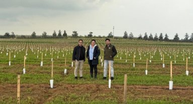 Harran Üniversitesi ve TİGEM'den 1000 Dönümlük Zeytin Bahçesi Projesi