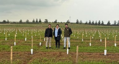 Harran Üniversitesi ve TİGEM'den Dev Zeytin Bahçesi Projesi Tamamlandı