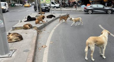 İstanbul Valisi Davut Gül'den Belediyelere Sahipsiz Köpek Uyarısı
