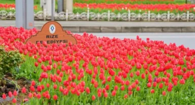 Rize'de 60 bin lale toprakla buluştu