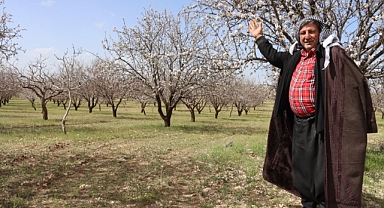Şanlıurfa Badem Üretiminde Zirveye Yaklaşıyor