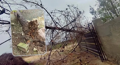 Şanlıurfa’da ağaçlar devrildi