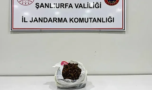 Şanlıurfa’da uyuşturucu operasyonu:1 kilo skunk ele geçirildi