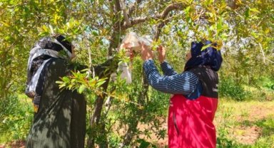 Şanlıurfa'da Nar Bahçelerinde Akdeniz Meyve Sineği İzleme Projesi Başladı