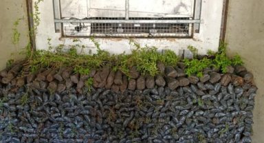 Şanlıurfa'dan Azerbaycan'a 11 Bin Fidan Gönderildi