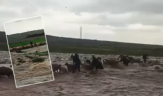 Siverek’te mahsur kalan çoban ve koyun sürüsü kurtarıldı