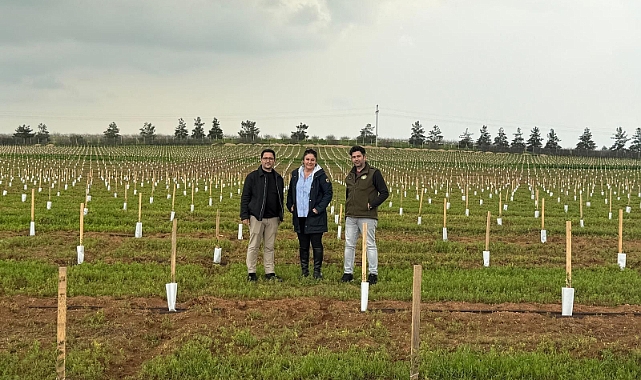 TİGEM Ceylanpınar'daki Dev Zeytin Plantasyonunda Dikimler Tamamlandı: Uzman Heyet Sahada