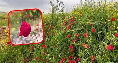 Harran Ovası’nda olanlar herkesi şaşırttı! Gören telefonuna sarılıyor