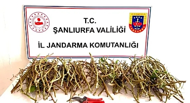 Ceylanpınar TİGEM’de hırsızlık girişimine suçüstü!