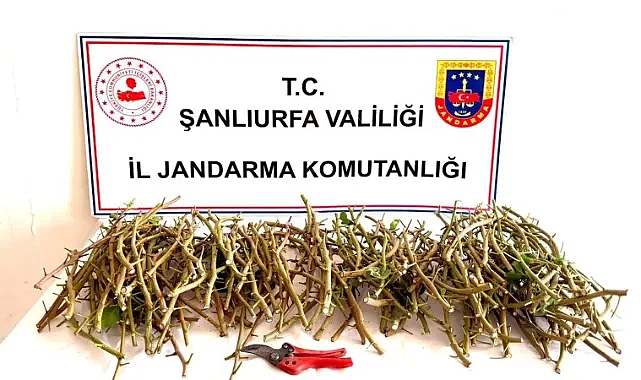 Ceylanpınar TİGEM’de hırsızlık girişimine suçüstü!