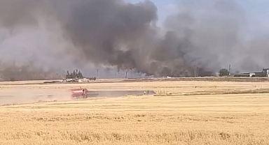 Harran’da korkutan yangın: Üç mahalle arasındaki buğday tarlaları alevlere teslim oldu!