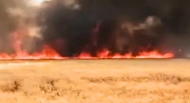 Harran'da korkutan yangın: Yüzlerce dönümlük alan alevlere teslim oldu