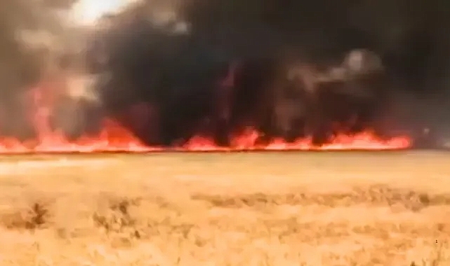 Harran'da korkutan yangın: Yüzlerce dönümlük alan alevlere teslim oldu