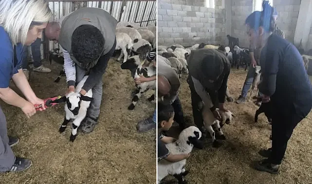 Şanlıurfa'da hayvan sağlığı ve kayıt çalışmaları sürüyor