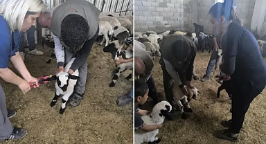 Şanlıurfa'da hayvan sağlığı ve kayıt çalışmaları sürüyor
