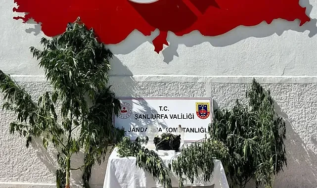 Şanlıurfa’da kenevir operasyonu: 1 şüpheli hakkında işlem başlatıldı