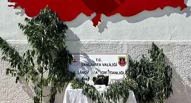 Şanlıurfa’da kenevir operasyonu: 1 şüpheli hakkında işlem başlatıldı