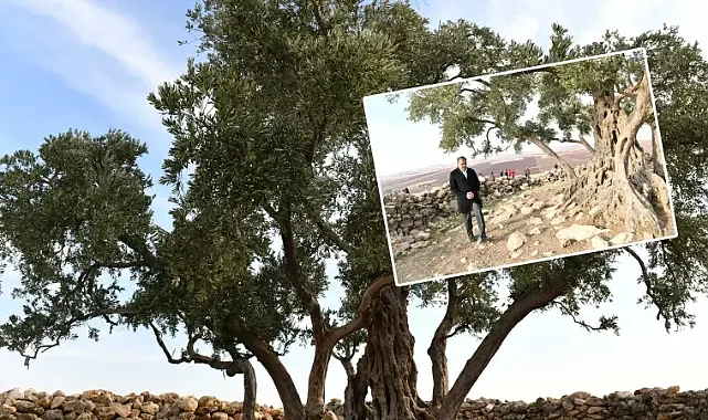 Göbekli Anıt Zeytin Ağacı Çevre Düzenleme Projesi hayata geçiriliyor