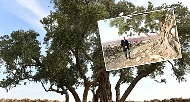 Göbekli Anıt Zeytin Ağacı Çevre Düzenleme Projesi hayata geçiriliyor