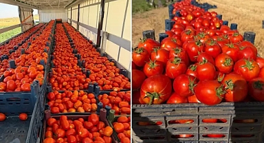 Harran Ovası’nın bereketi Türkiye’nin sofralarına ulaşıyor